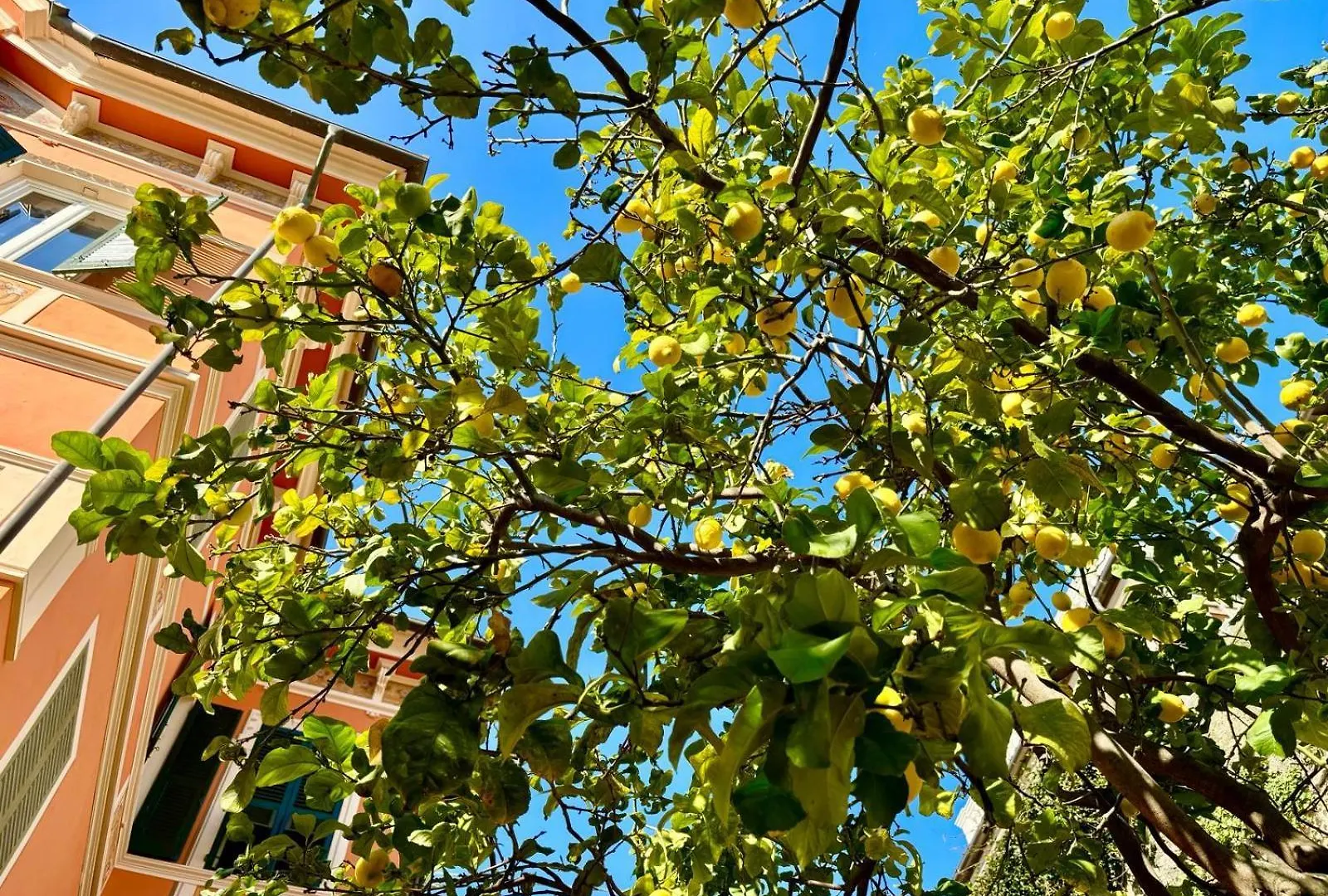 Il Giardino Degli Ulivi Apartment Levanto